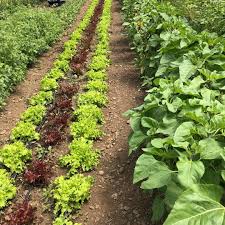 Haderlie Farms