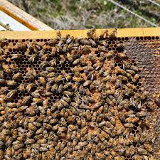 Jed's Honey Bees